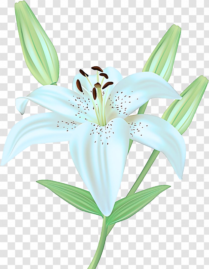 Flower Lily Flowering Plant Petal - Family Terrestrial Transparent PNG