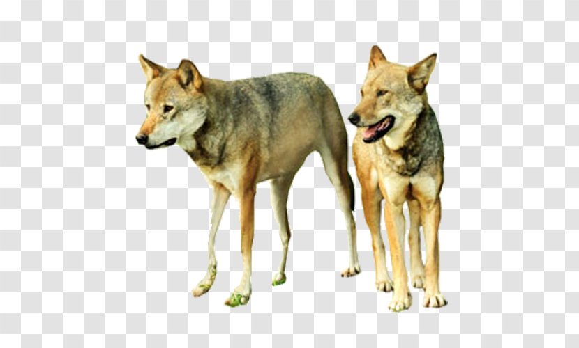 Gray Wolf - Dog Breed Group Transparent PNG