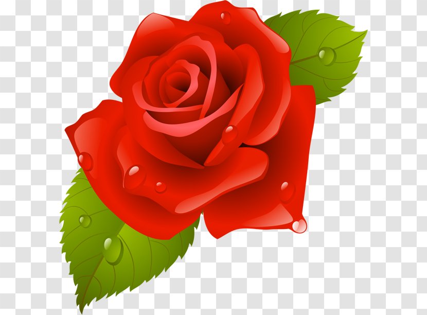 Garden Roses China Rose Beach Flower Clip Art - Picture Frames - скрипичный ключ Transparent PNG