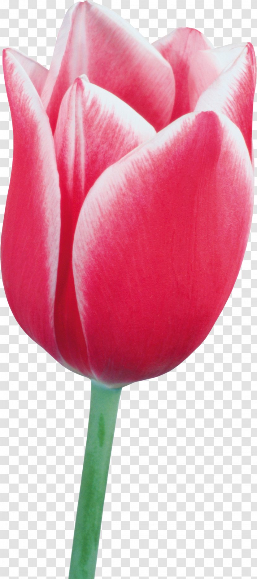 Tulip Cut Flowers Plant Liliaceae - Rose Transparent PNG
