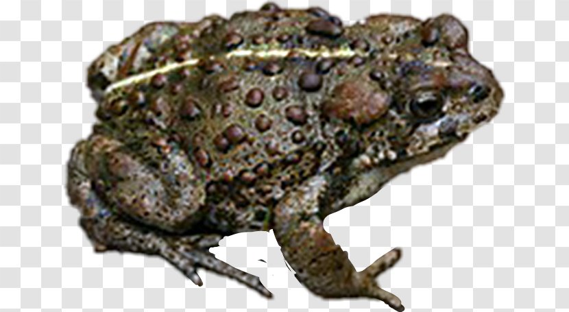 Frog Cartoon - Bullfrog - Wood Beaked Toad Transparent PNG