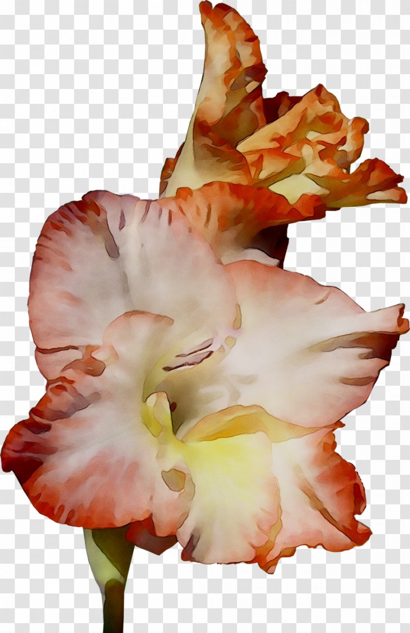 Gladiolus Amaryllis Jersey Lily Canna Daylily - Plant Transparent PNG