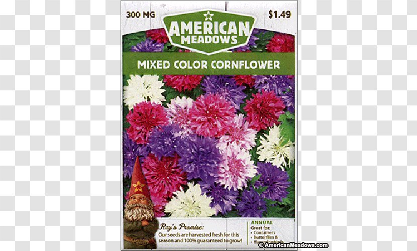 Cut Flowers Chrysanthemum Family Groundcover Shrub - Annual Plant Transparent PNG