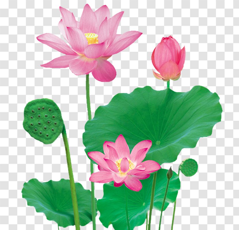 Nelumbo Nucifera - Plant - Creative Flower,Lotus Transparent PNG