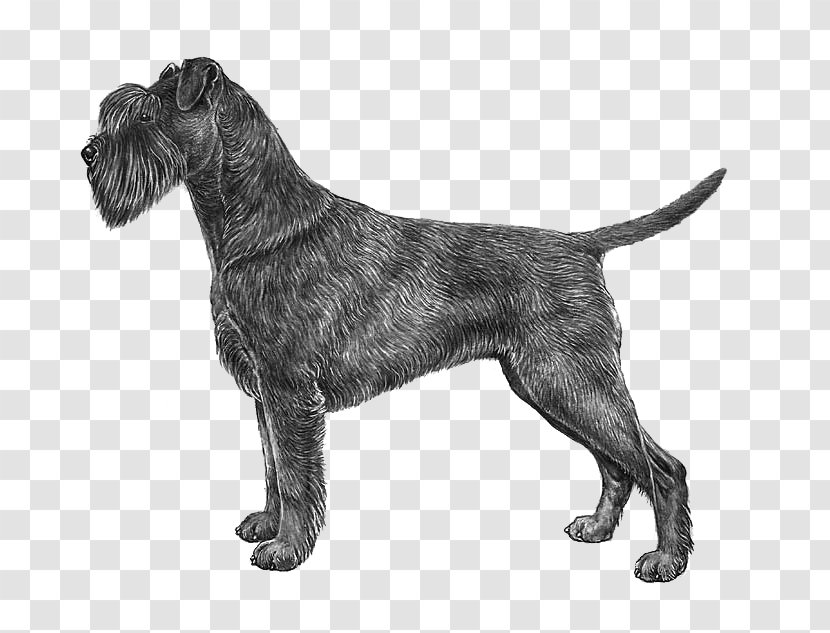 Boxer Vizsla Maltese Dog Drawing - Cesky Terrier - Scottish Transparent PNG