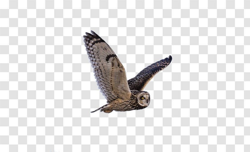 Owl Bird Symbol Gray Wolf - Wing Transparent PNG
