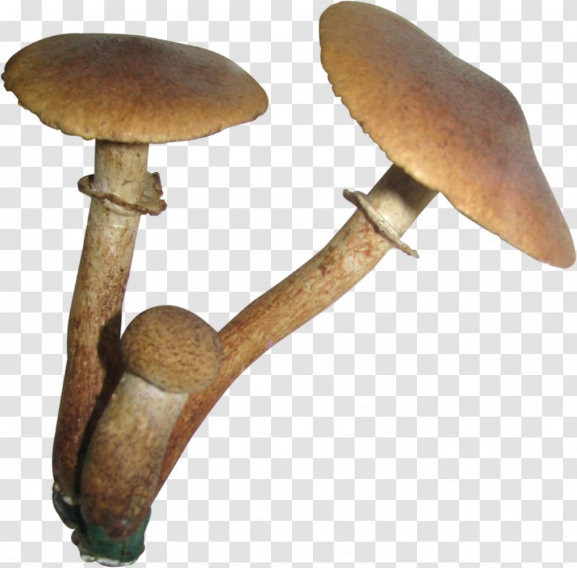 Edible Mushroom Pleurotus Eryngii - Wood Transparent PNG
