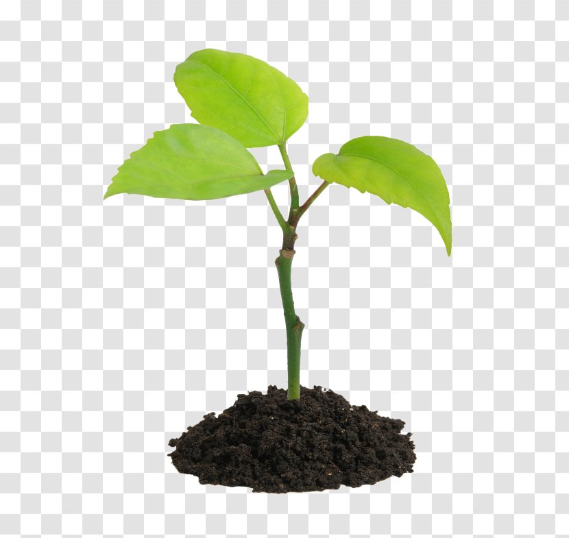 Plant Stock Photography Soil Seedling - Houseplant - Root Transparent PNG