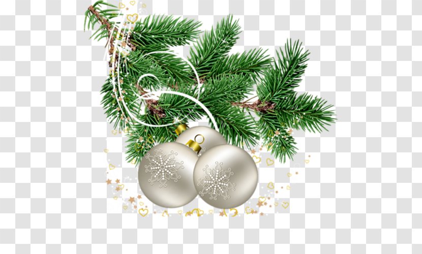 Christmas Tree Branch Day Pine - Conifers Transparent PNG