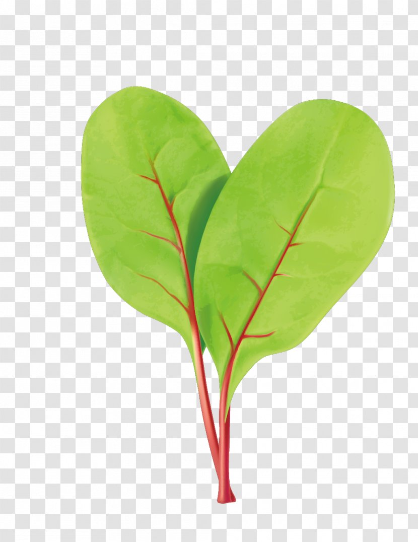 Leaf Euclidean Vector - Vegetable - Green Leaves Transparent PNG