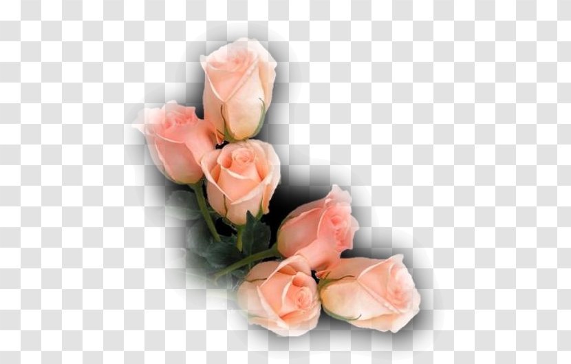 Garden Roses Cabbage Rose Cut Flowers Flower Bouquet Transparent PNG