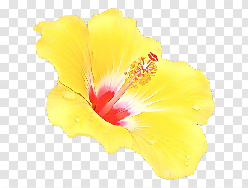 Hibiscus Flower Yellow Petal Hawaiian - Mallow Family Flowering Plant Transparent PNG