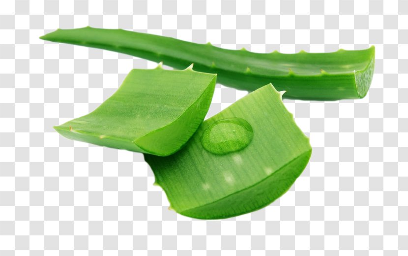 Aloe Vera Medicinal Plants Traditional Medicine Moisturizer Herb Transparent PNG