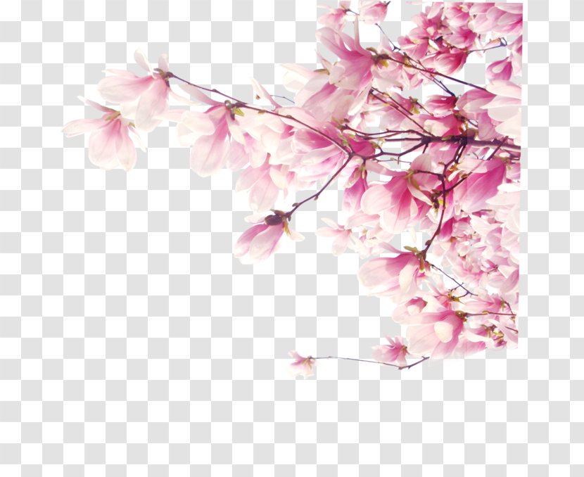 Aska Tutunan Kalpler Desktop Wallpaper Cherry Blossom - Lilac Transparent PNG