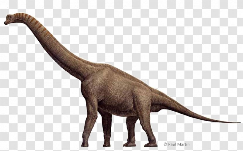 Brachiosaurus Spinosaurus Stegosaurus Tyrannosaurus Sauropoda - Animal Figure - Dinosaur Transparent PNG