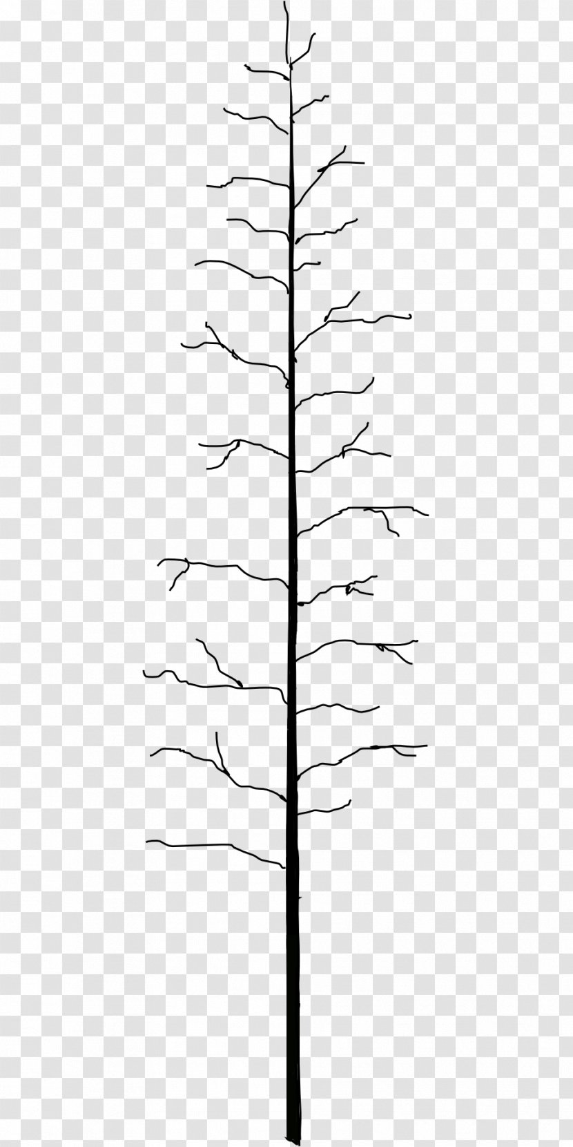 Twig Line Plant Stem Leaf Angle - Conifer - Dead Tree Transparent PNG
