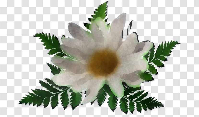 Flower Plant Leaf Petal Wildflower Transparent PNG