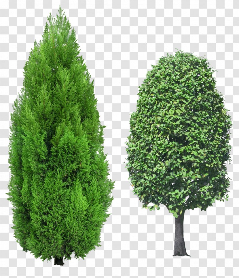 Mediterranean Cypress Tree Evergreen Clip Art - Shrub Transparent PNG