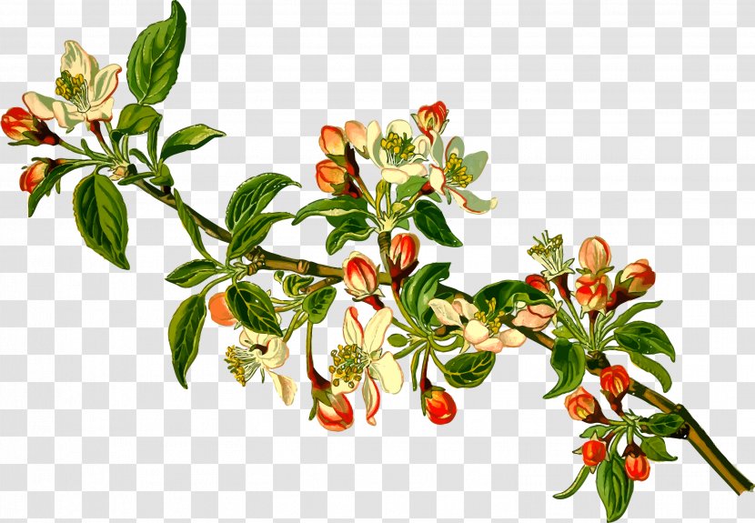 Malus Sieversii Apple Branch Fruit Tree - Day - Blossom Vector Material Transparent PNG