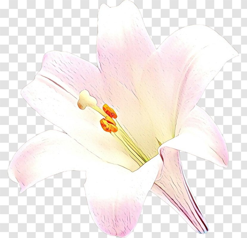 White Flower Petal Pink Flowering Plant - Anthurium Arum Transparent PNG
