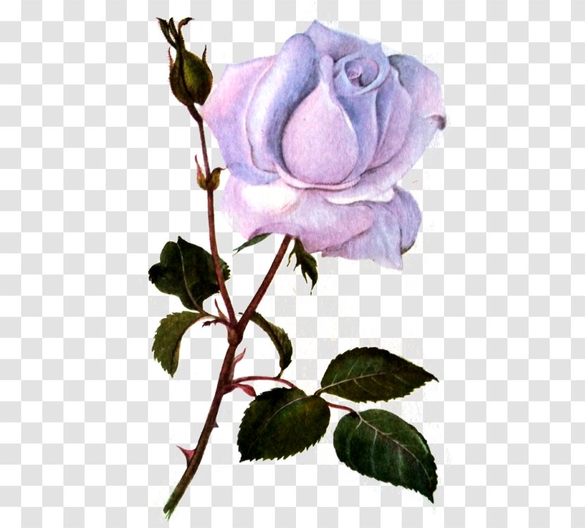 Cabbage Rose Garden Roses Floribunda Flower Blue - Purple Transparent PNG