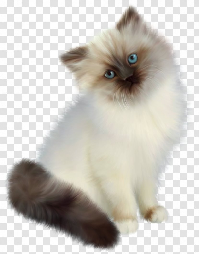 Siamese Cat Ragdoll Birman Dog Clip Art - Himalayan - Flowers And Floral Pattern Material Transparent PNG