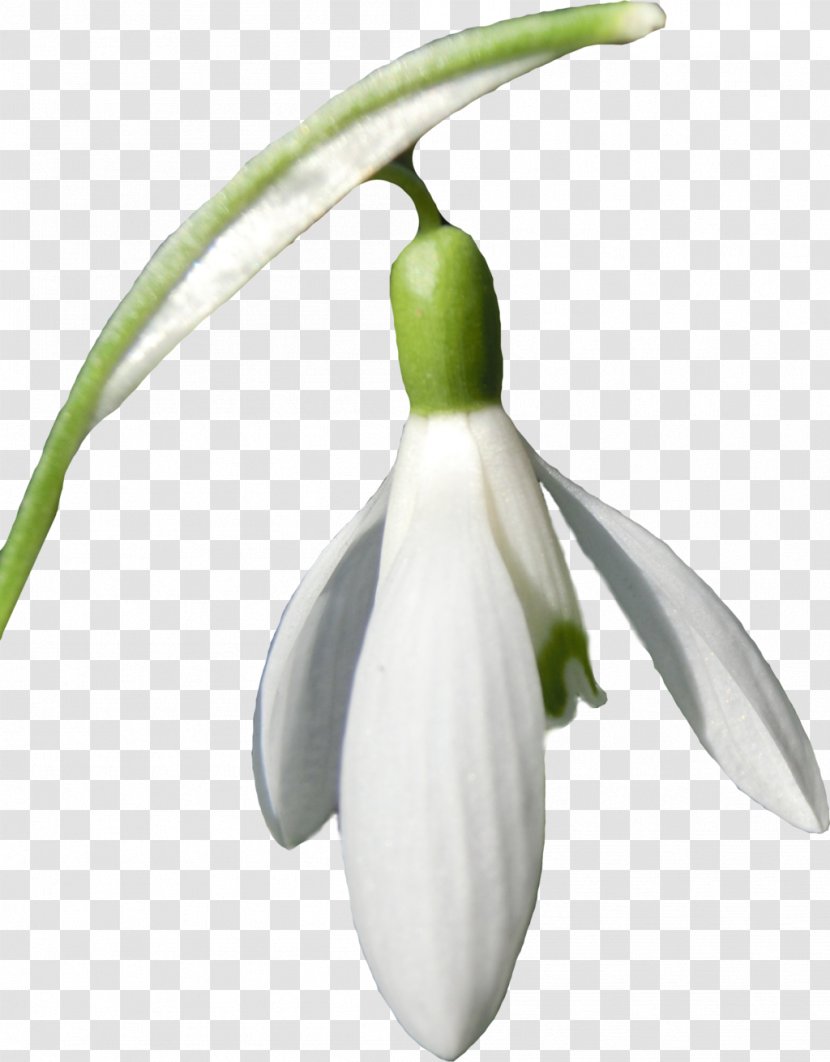 Snowdrop Flower Clip Art - Amaryllis Family Transparent PNG