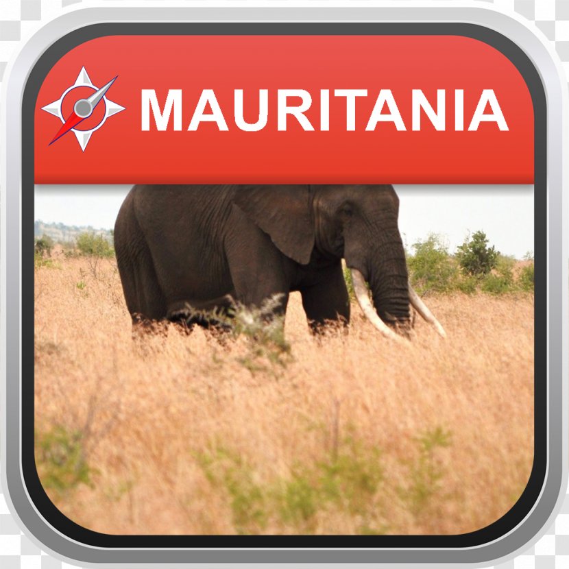 Desktop Wallpaper Felidae Computer Monitors African Elephant 4K Resolution - Elephantidae - Wildlife Transparent PNG