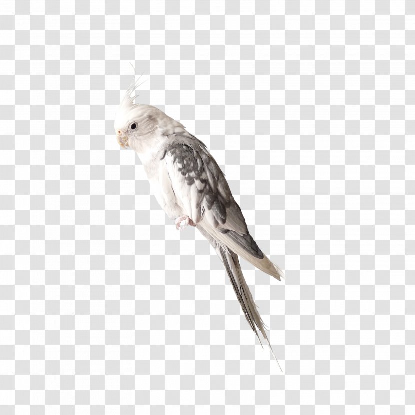 Bird True Parrot - Finch - Cute Transparent PNG