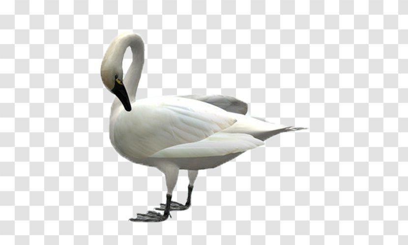 Cygnini Swan Goose Duck Bird - Anseriformes Transparent PNG
