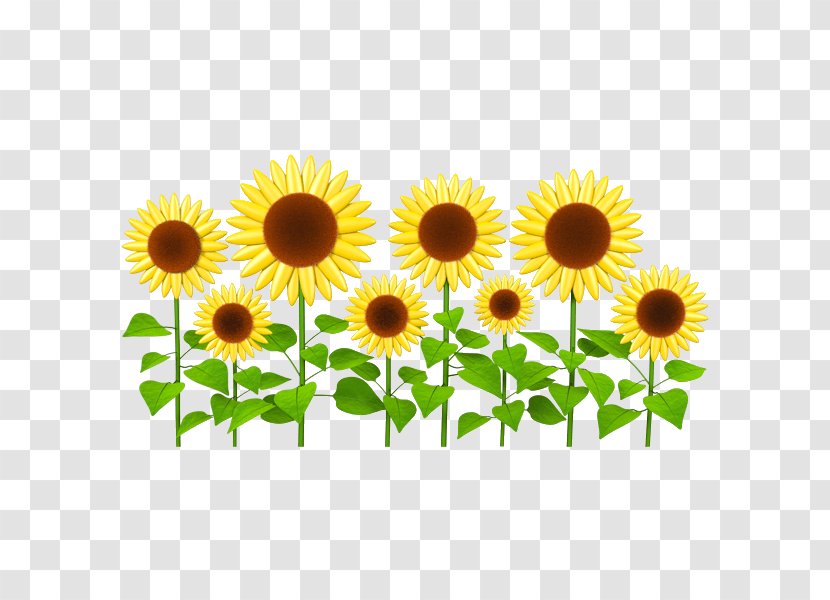 Sticker Wall Decal Common Sunflower Clip Art - Mural - Clipart Transparent PNG