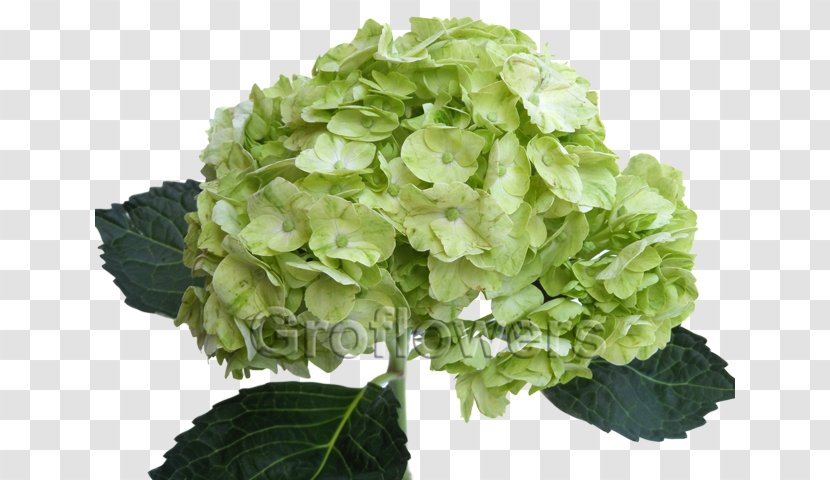 Green French Hydrangea Flower Color Petal Transparent PNG