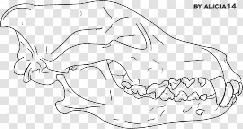 Gray Wolf Line Art Drawing Mammal Sketch - Cartoon - Skull Transparent PNG