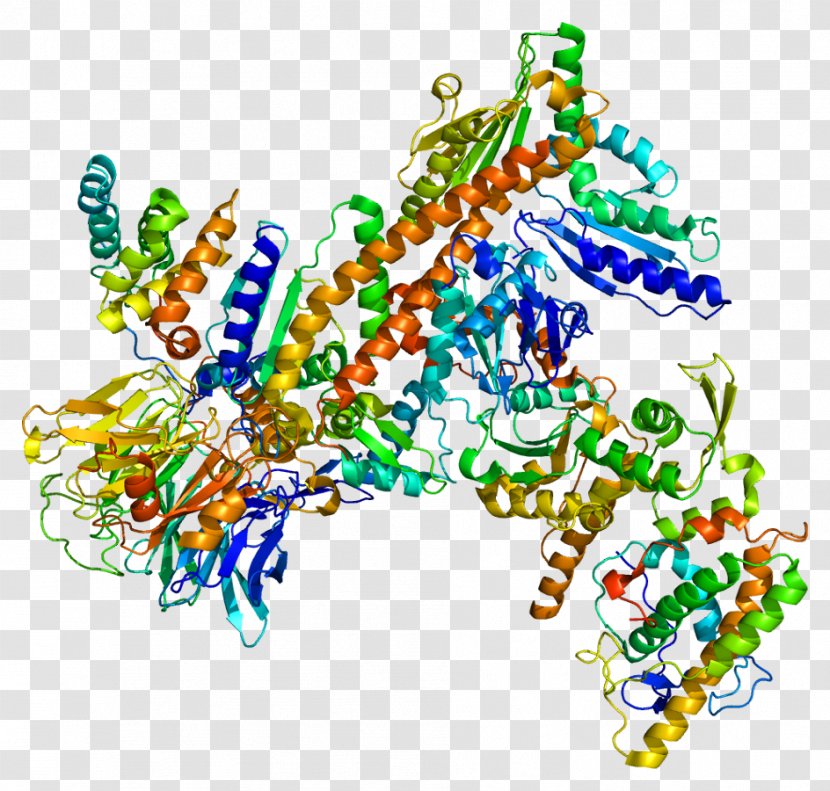 Arp2/3 Complex Protein Subunit ARPC2 - Frame - Flower Transparent PNG