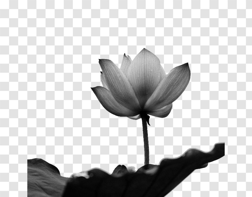 Black And White Software - Stock Photography - Lotus Transparent PNG