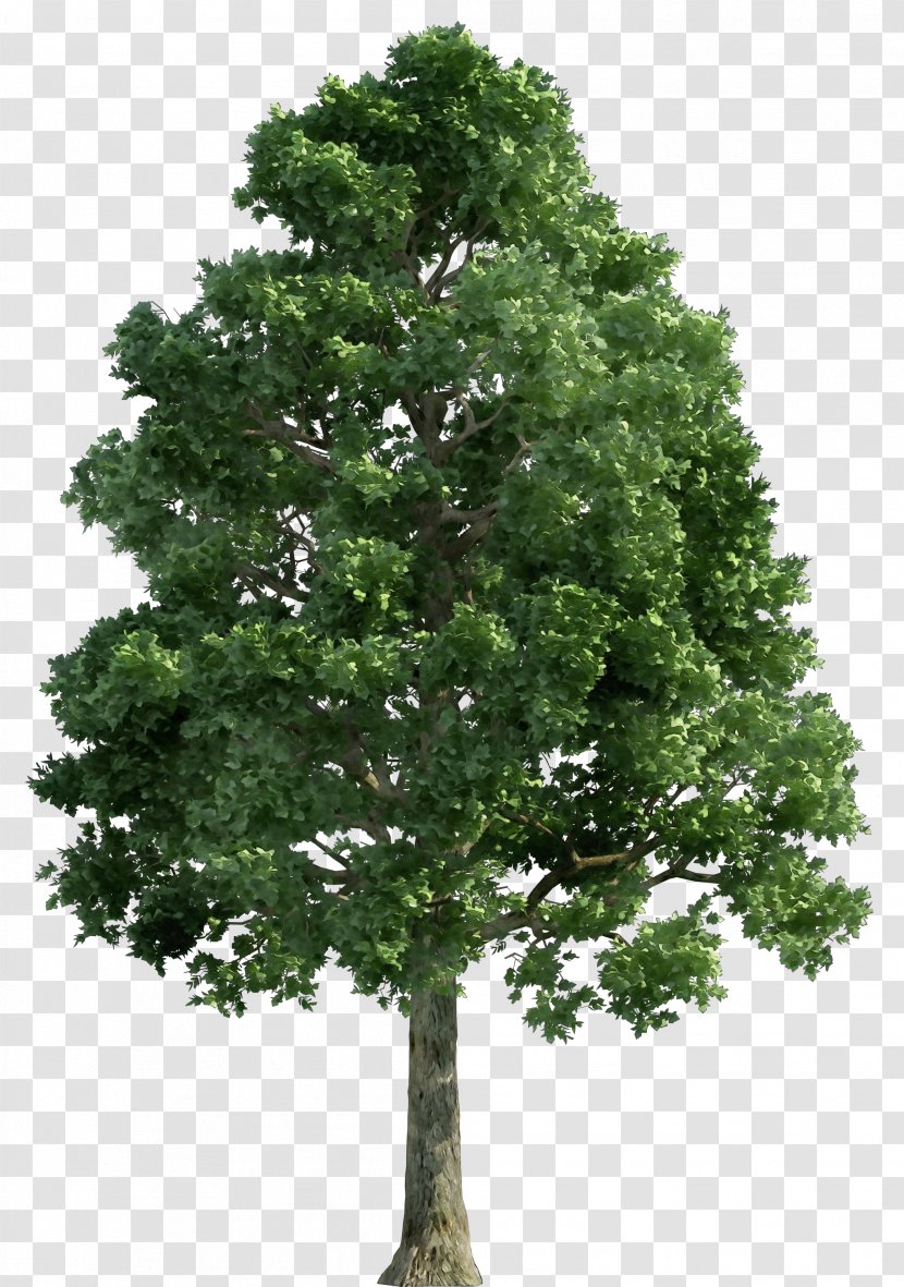 Clip Art Tree Image Transparency - Drawing - Plant Transparent PNG