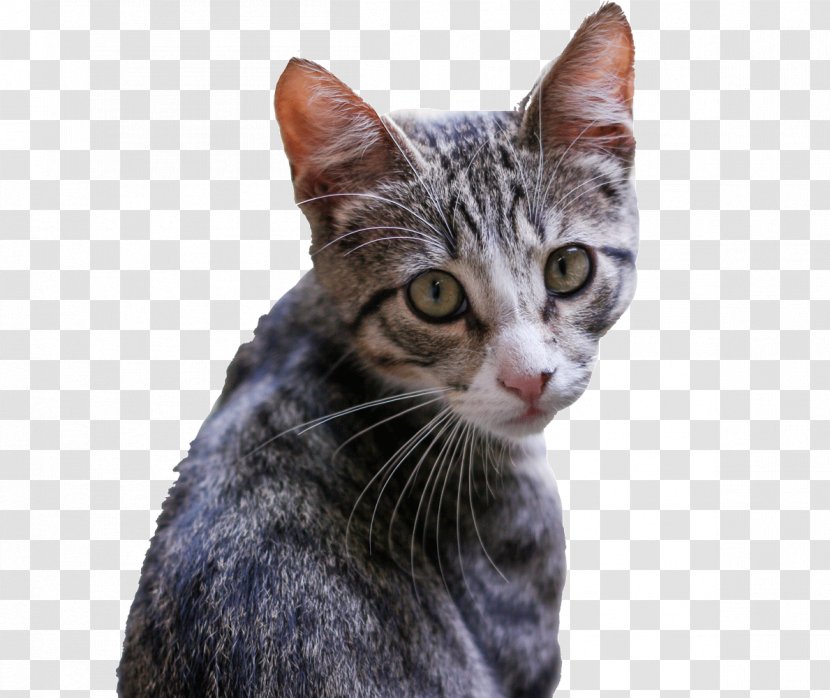 Kitten Felidae Birman Siamese Cat Tabby Transparent PNG