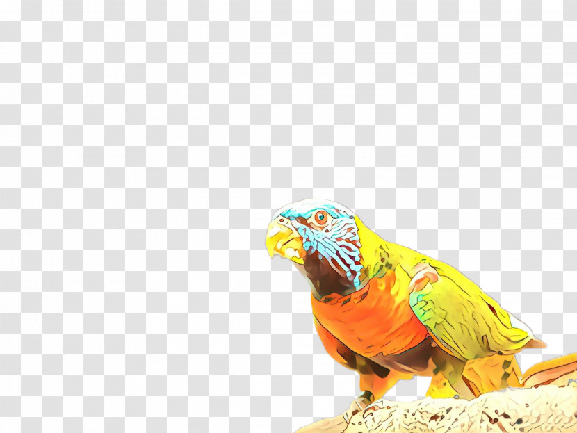 Parrot Bird Macaw Beak Parakeet Transparent PNG
