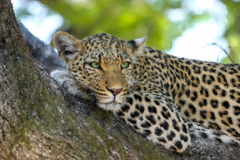 Snow Leopard Jaguar Wildcat Desktop Wallpaper - Whiskers Transparent PNG