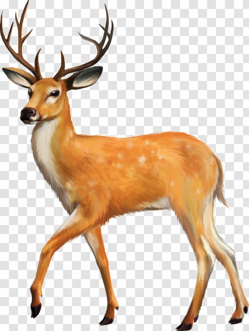 White-tailed Deer Animal Clip Art - Fauna - Reindeer Transparent PNG