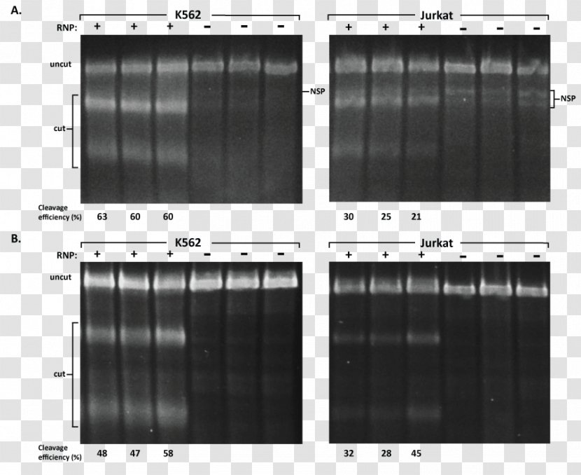 Cas9 Electroporation CRISPR Transfection Guide RNA - Electrophoresis - Ribonucleoprotein Transparent PNG