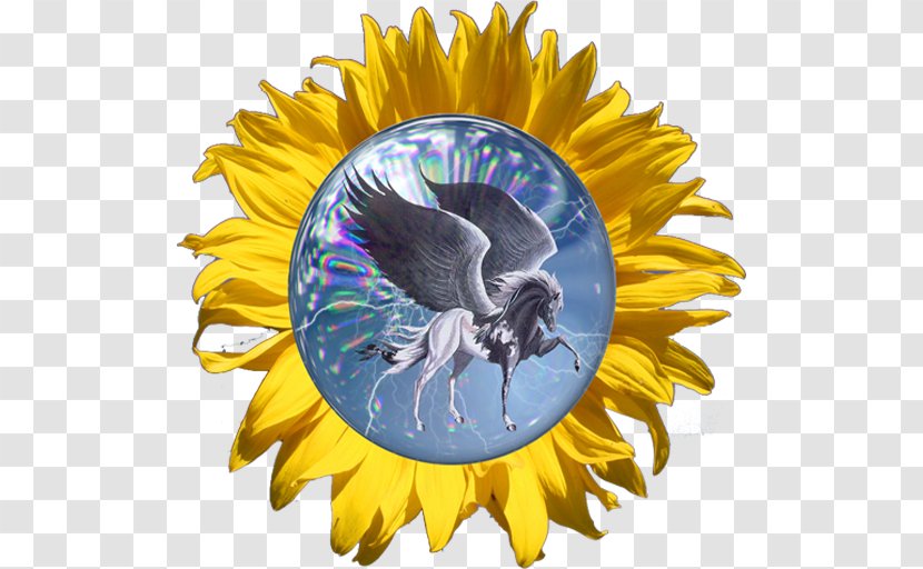 Bee Sunflower Seed Dandelion M Transparent PNG