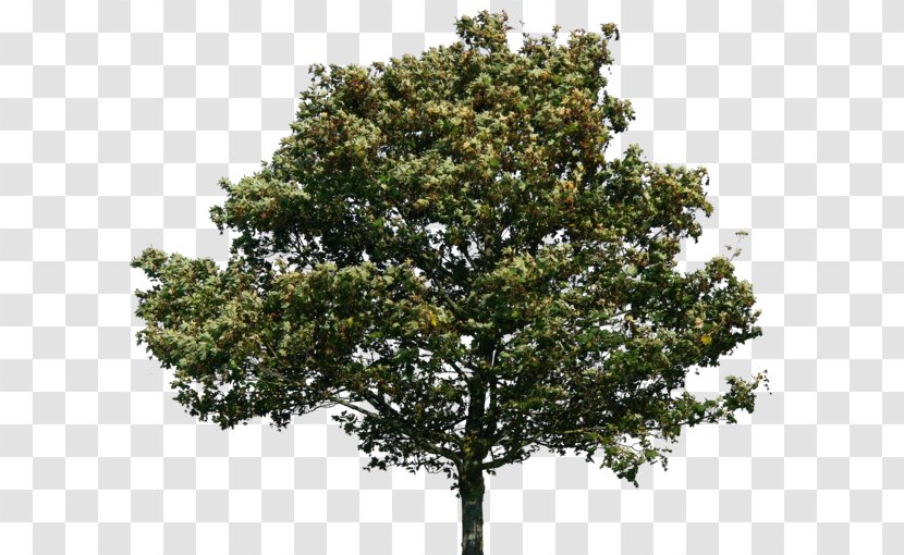 Quercus Suber Tree Swamp Spanish Oak - Branch - Trees Transparent PNG