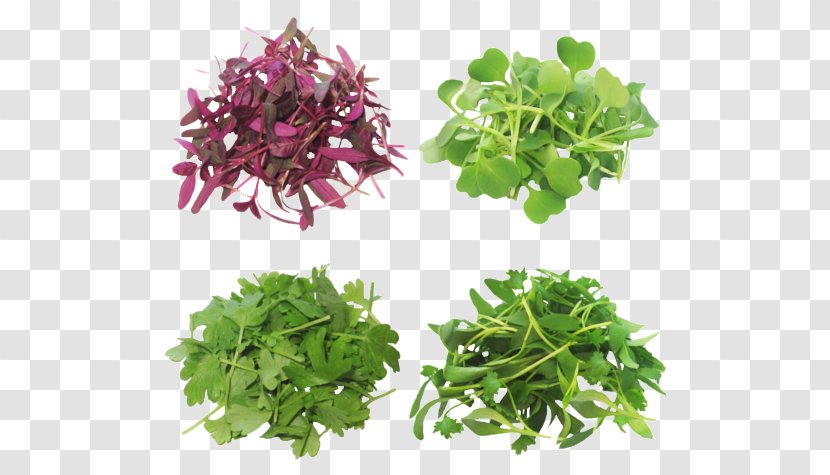 Microgreen Greens Produce Salad Curly Kale - Grass - Fodder Hydroponic Farming Transparent PNG