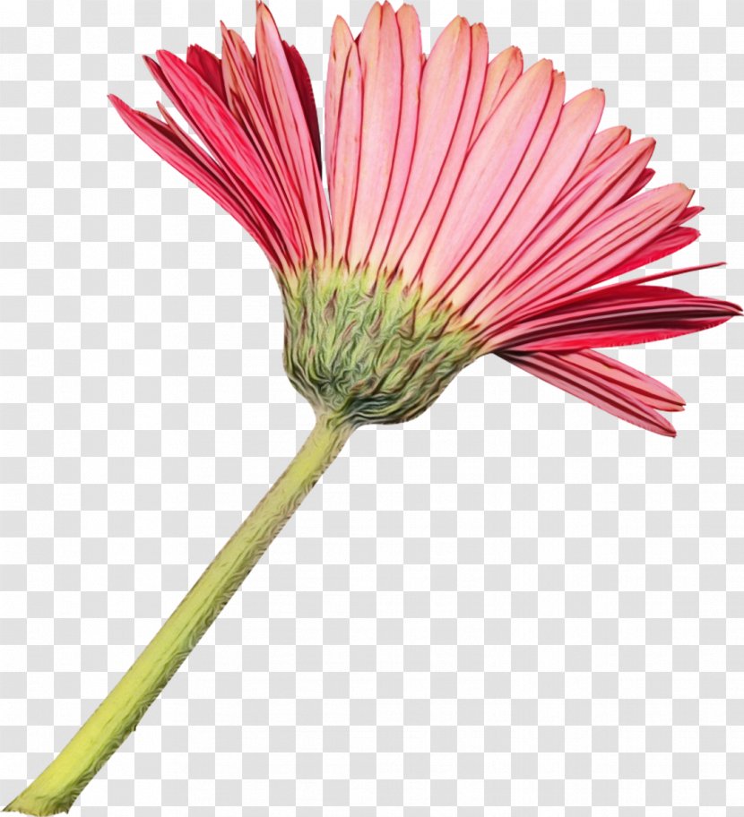 Cut Flowers Petal Transvaal Daisy - Plants - Flower Transparent PNG