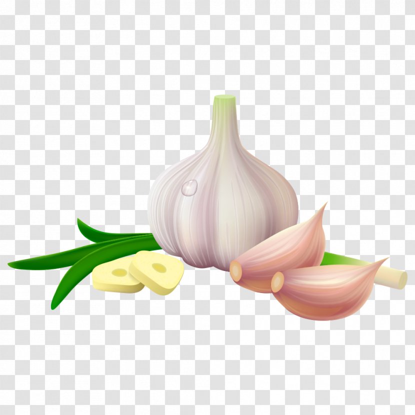 Solo Garlic Spice Vegetable - Vector Transparent PNG