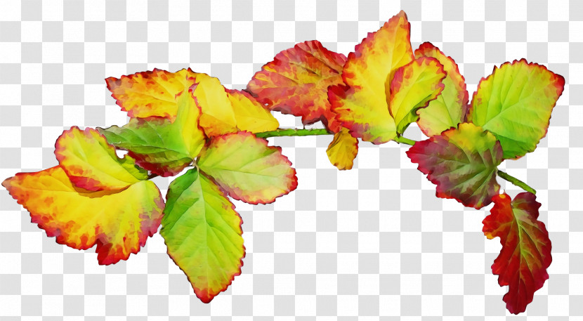 Plant Stem Leaf Fruit Plants Science Transparent PNG
