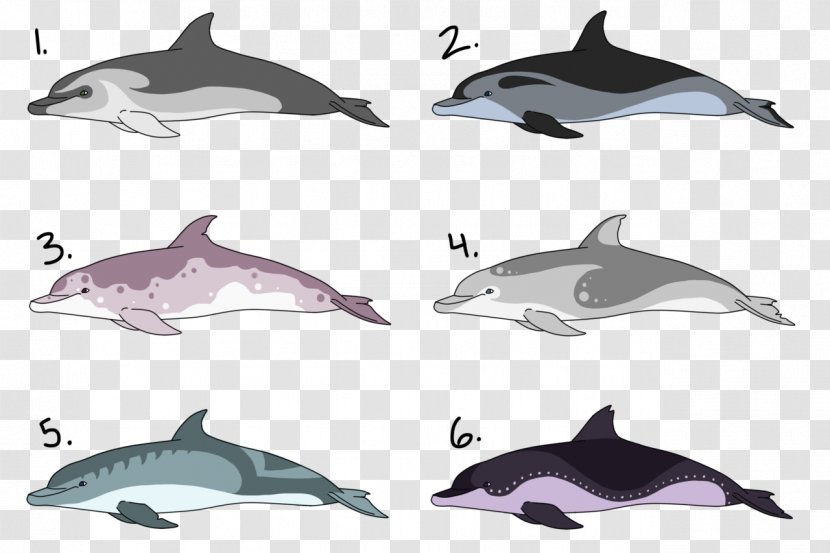 Porpoise Rough-toothed Dolphin Common Bottlenose White-beaked Spinner Transparent PNG
