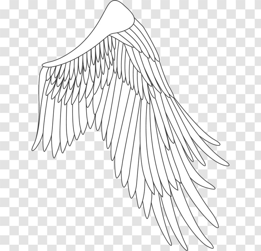Line Art Drawing White /m/02csf Point - Organism - Feather Transparent PNG