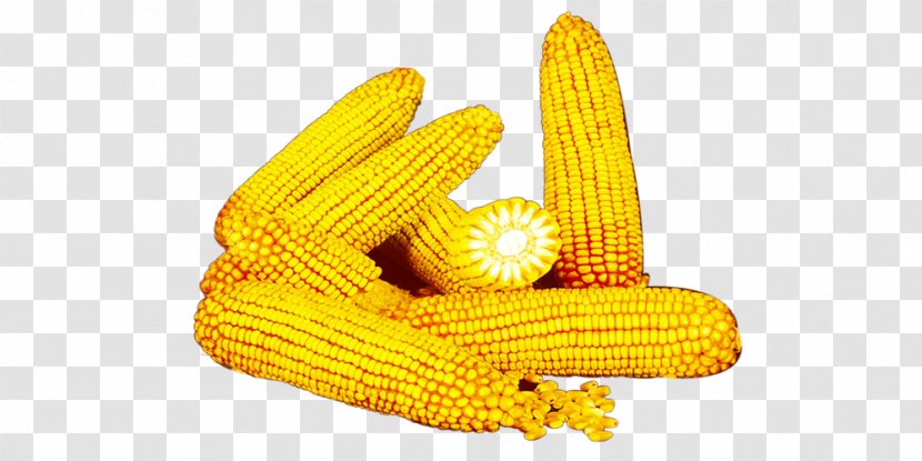 Corn On The Cob Yellow Commodity - Vegetarian Food - A Pile Of Transparent PNG